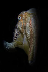 [:b:]half face[:/b:]
 by Roland Bach 